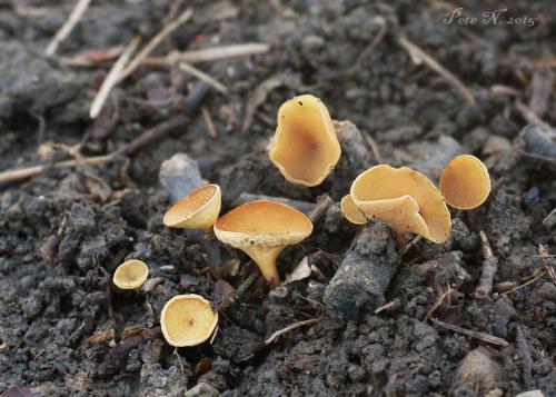 terčovka vráskavejúca / terčka žilnatá