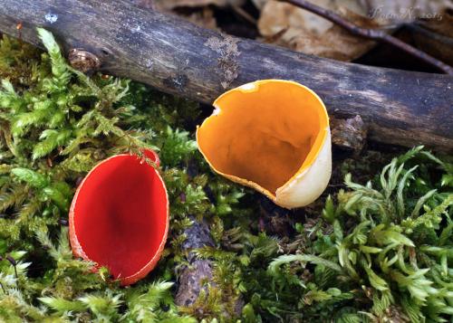 ohnivec jurský / ohnivec jurský