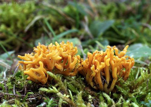 pakonárovka parôžkovitá / kyjovečka svazčitá