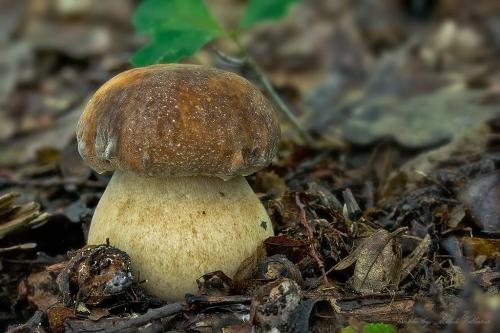 hríb bronzový / hřib bronzový