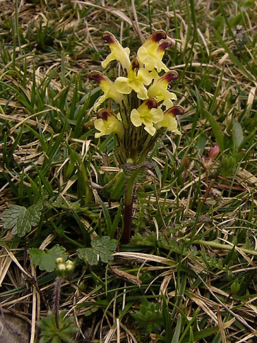 všivec Oederov