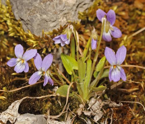 fialka bližšie neurčená