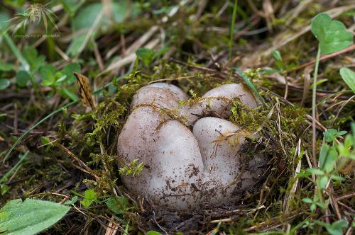 tulipánovka fialová / baňka velkokališná