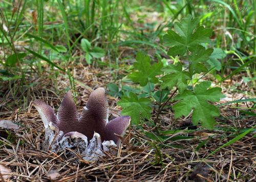 tulipánovka fialová / baňka velkokališná