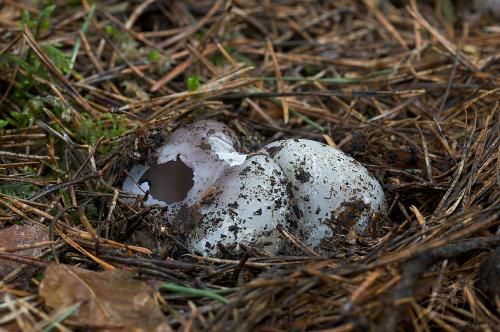 tulipánovka fialová / baňka velkokališná