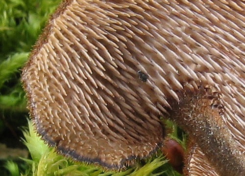 lopatovka obyčajná / lžíčkovec šiškový