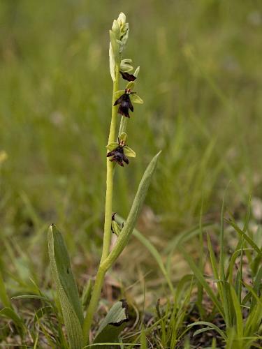 hmyzovník muchovitý