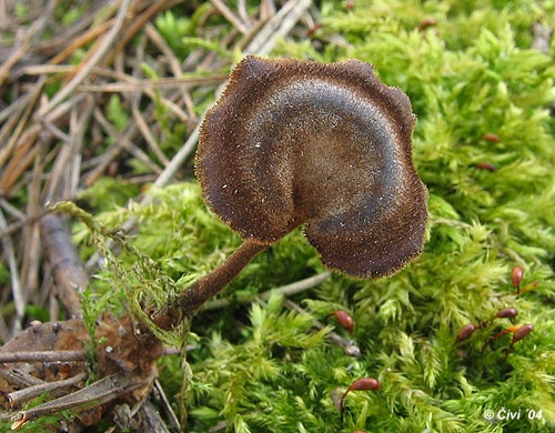 lopatovka obyčajná / lžíčkovec šiškový