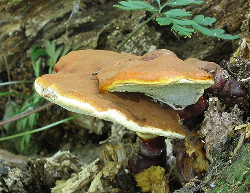 lesklokôrovka obyčajná / lesklokorka lesklá