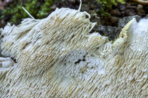 zubáčik krehký / ostnateček křehký