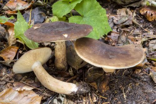 rýdzik sadzový / ryzec datlí