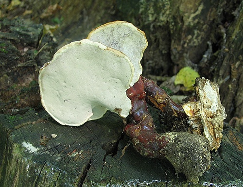 lesklokôrovka obyčajná / lesklokorka lesklá