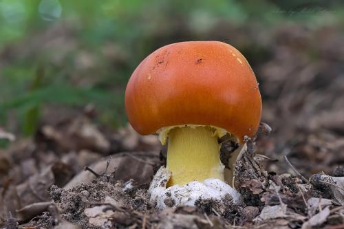 muchotrávka cisárska / muchomůrka císařka