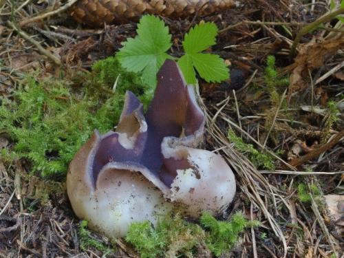 tulipánovka fialová / baňka velkokališná