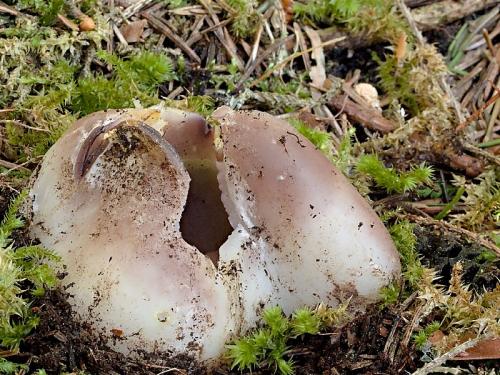 tulipánovka fialová / baňka velkokališná