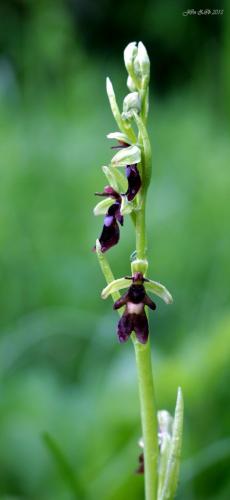 hmyzovník muchovitý