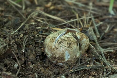 tulipánovka fialová / baňka velkokališná