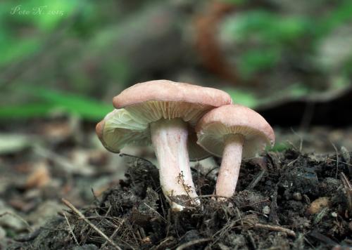 čírovnica broskyňová