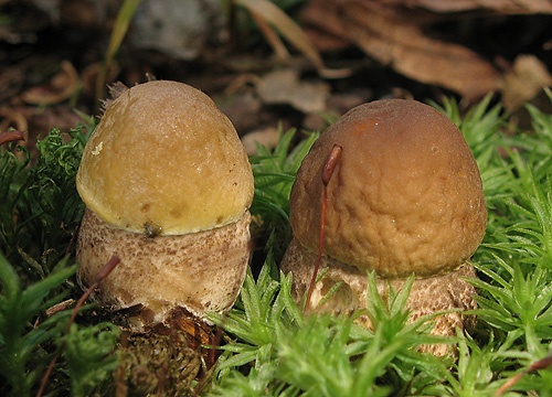 kozák hrabový / kozák habrový
