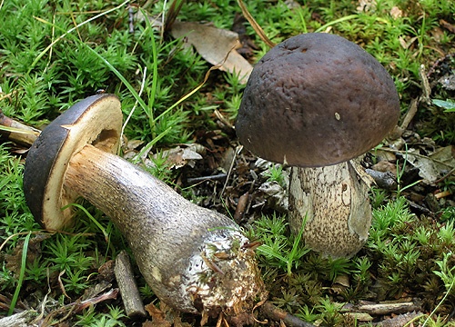 kozák hrabový / kozák habrový