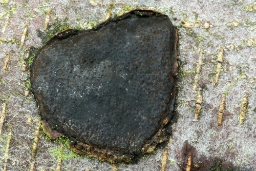 peniazovček / káčovka penízková