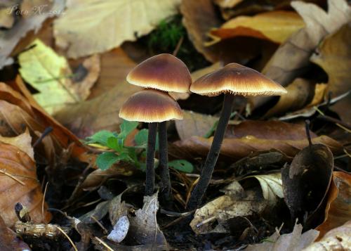 smeťovček uhorkový / cystidovka rybovonná