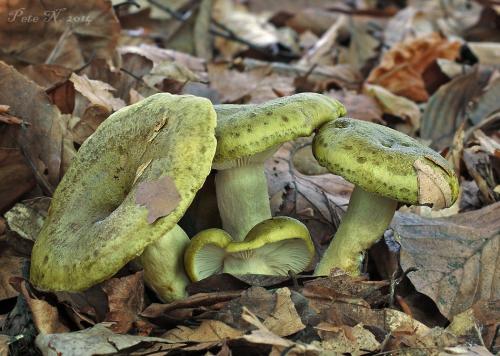 rýdzik sivozelený / ryzec zelený