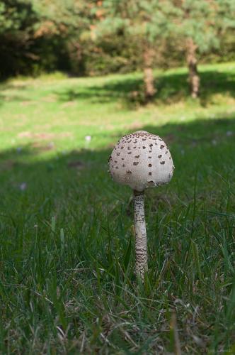 bedľa vysoká / bedla vysoká
