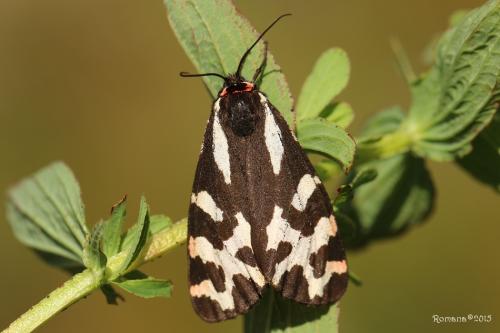 spriadač skorocelový