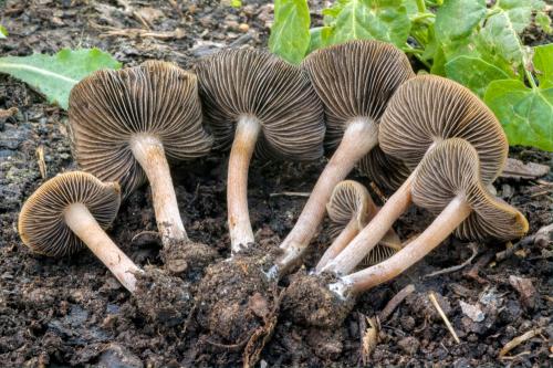 zvonovec obrúbený / kropenatec lemovaný