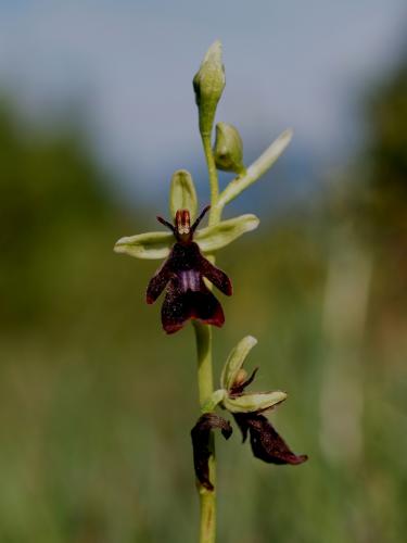 hmyzovník muchovitý