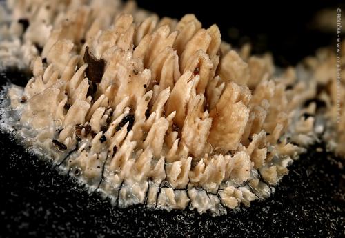 zubánka špicatá / Kornatec šídlovitý