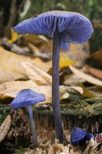 hodvábnica fialovomodrá / závojenka modrá
