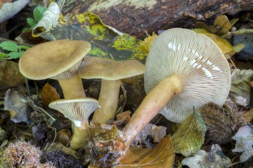 rýdzik sladkastý / ryzec nasládlý