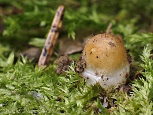 kozák osikový / křemenáč osikový