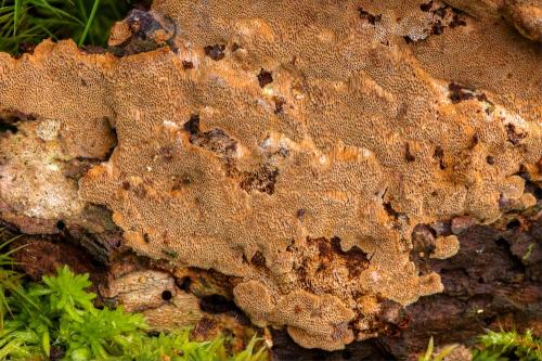 ohňovec tmavý /ohňovec izabelový