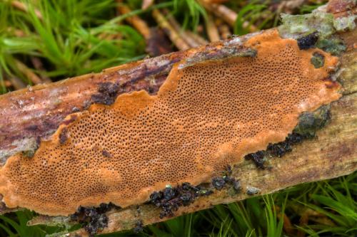 ohňovec tmavý /ohňovec izabelový