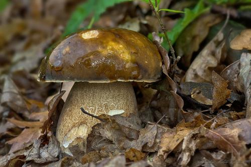 hríb bronzový / hřib bronzový