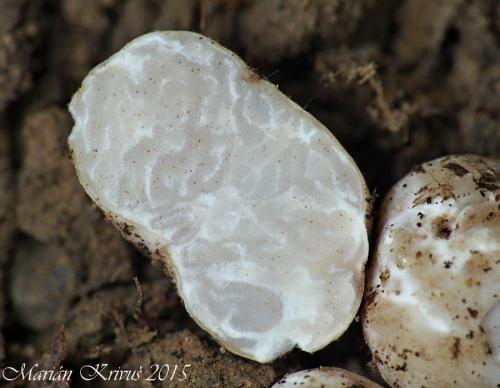 hľuzovka chĺpkatá