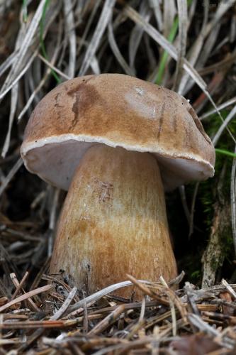 podhríb žlčový / hřib žlučník