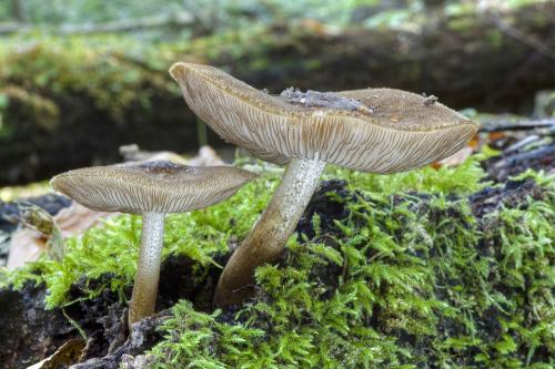 štítovka vláknitá / štítovka stinná