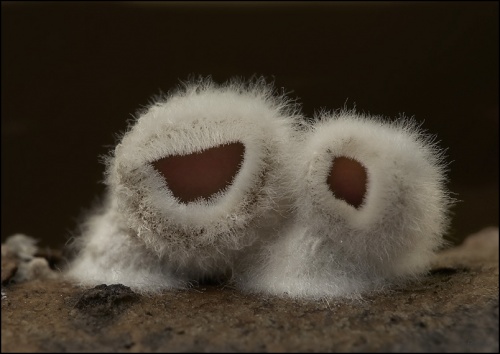 škľabka plstnatá / mušlovka plstnatá