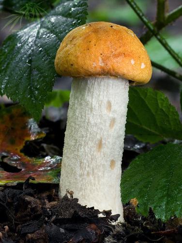 kozák osikový / křemenáč osikový