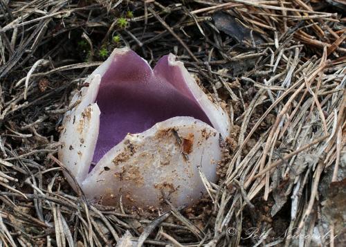 tulipánovka fialová / baňka velkokališná