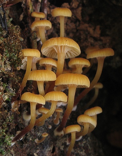 tanečnička zvončekovitá / kalichovka zvonečková