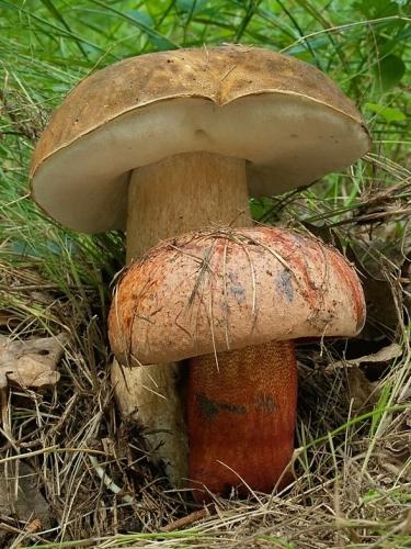 hríb bronzový / hřib bronzový