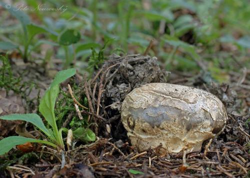náramkovka cisárska / náramkovitka císařská