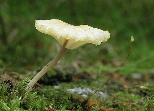 kalichovka vrúbkovaná / kalichovka okoličnatá