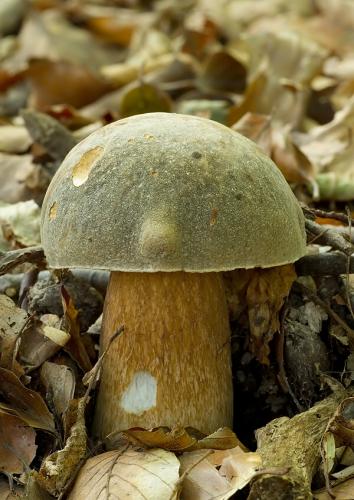 hríb bronzový / hřib bronzový