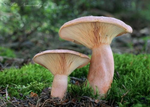 rýdzik cigóriový / ryzec hnědý